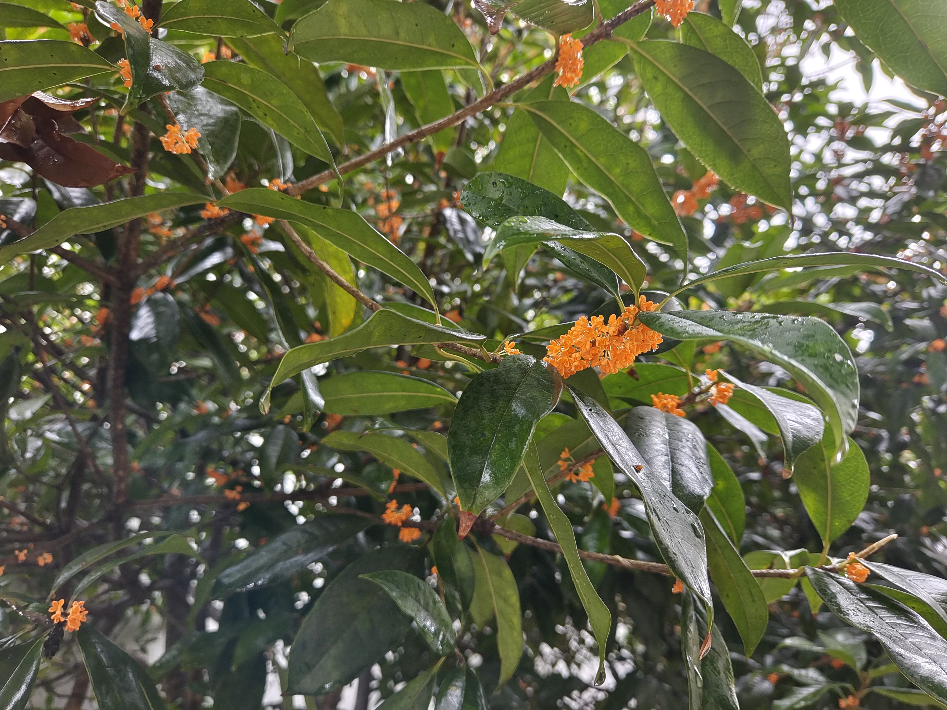 䓳֮