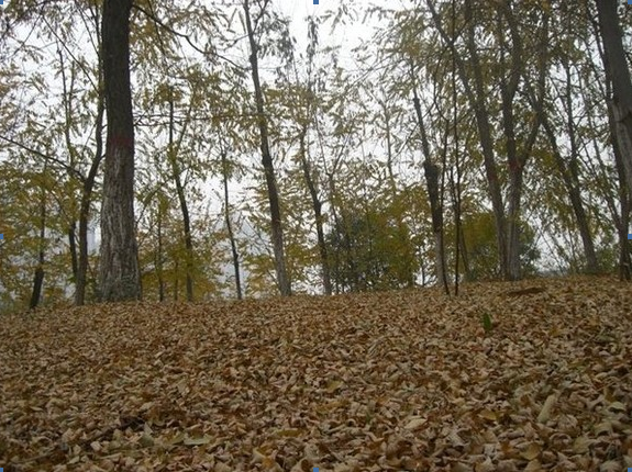 䓳ԷcĸУP(gun)