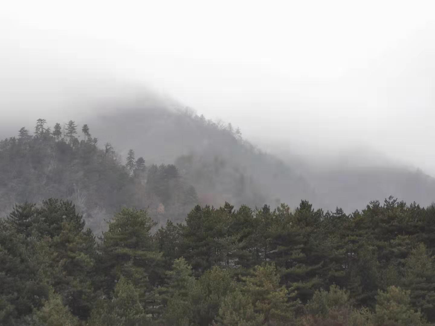 【鋼城文苑】是霧是雪 【鋼城文苑】是霧是雪